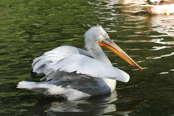 Grosso Uccello Bianco Con Lungo Becco Che Nuota Nel Lago — Foto Stock