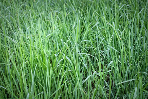 Naturlig Bakgrund Färskt Grönt Gräs Ett Fält — Stockfoto