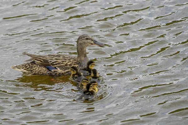 Eine Großaufnahme Einer Ente Die Mit Ihren Entchen Schwimmt — Stockfoto