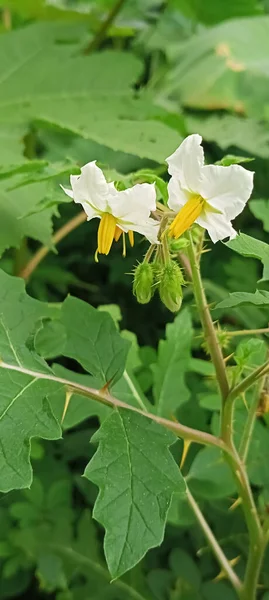 Tiro Vertical Belas Flores Brancas Solanum Sisymbriifolium Aka Sticky Nightshade — Fotografia de Stock