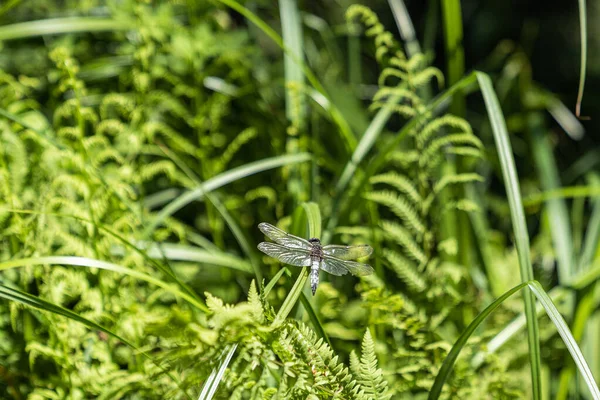 Selective Focus Shot Dragonfly Perched Green Grass — Stock Photo, Image