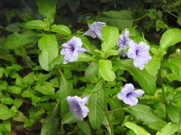 Primer Plano Hermoso Reloj Bengala Flor Púrpura Mañana Una Planta —  Fotos de Stock