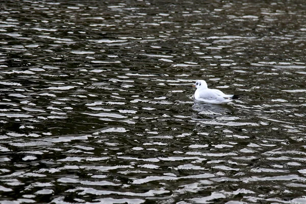 Gaivota Cabeça Preta Que Flutua Superfície Água — Fotografia de Stock