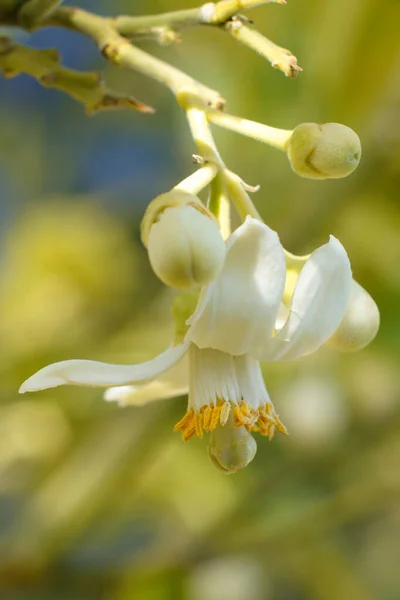 Vertical Closeup Shot Blooming White Lemon Flower — Stock Photo, Image