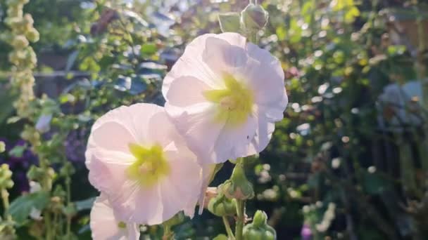 Hermosas Flores Jardín — Vídeos de Stock