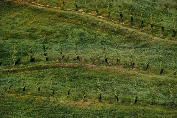 Piękny Widok Krajobraz Drzewami Zielenią Ronda Andaluzja Hiszpania — Zdjęcie stockowe