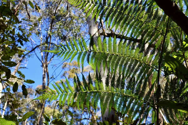Güney Lawson Şelale Pisti Ndeki Bitki Örtüsü Avustralya Nın Mavi — Stok fotoğraf
