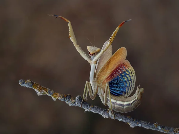 Iris Oratoria Közelsége Más Néven Mediterrán Sáska Vagy Írisz Sáska — Stock Fotó