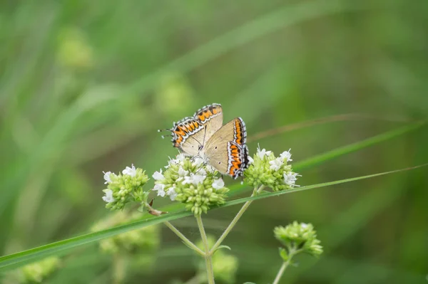 Beaux Papillons Sur Les Fleurs Dans Forêt — Photo