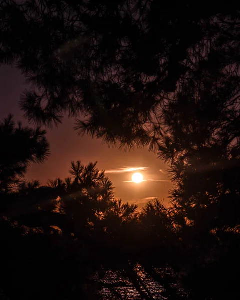Jasné Zářící Slunce Krásném Západě Slunce Listím Popředí Stromu — Stock fotografie