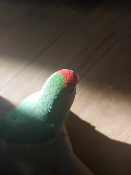 Beautiful Bird Light Leaking Out Door — Stock Photo, Image