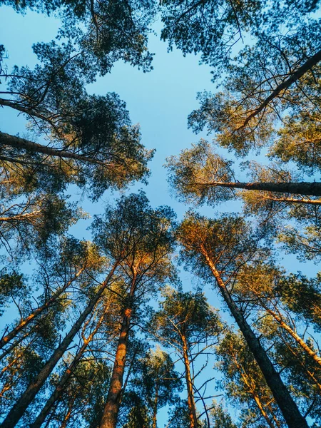 Plan Vertical Faible Angle Grands Arbres Dans Une Forêt — Photo