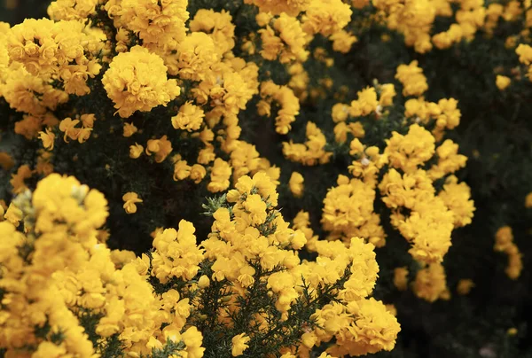 Een Closeup Van Gorse Bloemen Een Tuin Bij Daglicht Met — Stockfoto