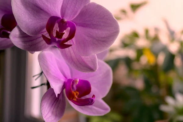 Egy Gyönyörű Molylepke Orchidea Virág Egy Botanikus Kertben — Stock Fotó