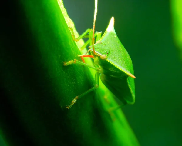 A macro shot of a green shield bug on a green plant