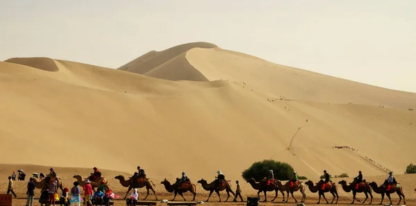 Tiro Uma Vista Deserto Camelos Andando Junto Com Beduínos — Fotografia de Stock