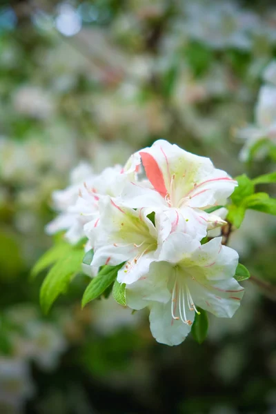 Primo Piano Selettivo Fiori Bianchi Rhododendron Madame Masson Giardino — Foto Stock