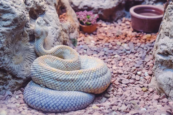 Primer Plano Una Rara Serpiente Cascabel Aruba Crotalus Durissus Unicolor — Foto de Stock