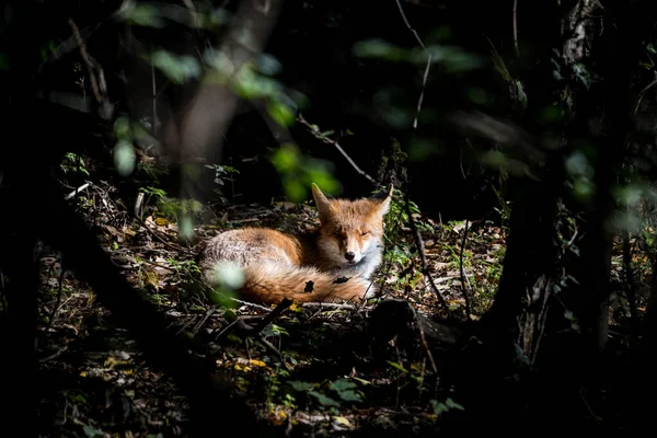 Een Selectie Van Een Rode Vos Liggend Het Bos — Stockfoto