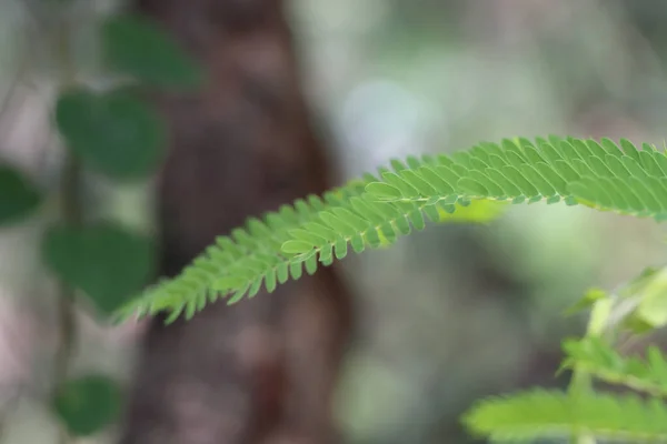Zbliżenie Ujęcia Rośliny Pteridophyte Dżungli — Zdjęcie stockowe
