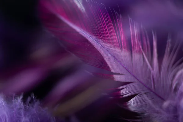 Closeup Shot Beautiful Pink Purple Colored Feather — Stock Photo, Image