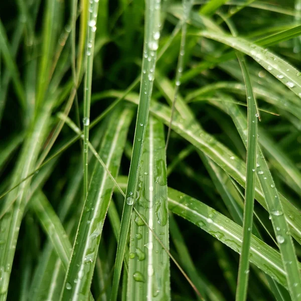 水滴覆盖在水滴中的草地的特写镜头 背景模糊 — 图库照片