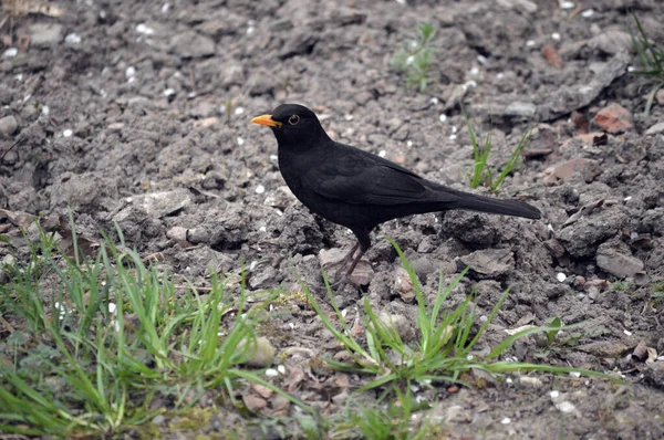 Closeup Blackbird Dry Ground — Stock Photo, Image