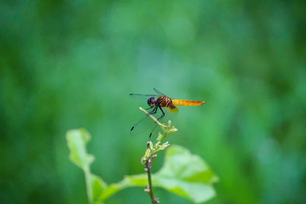 ぼやけた庭の背景にある緑の植物に赤いトンボの選択的な焦点 — ストック写真