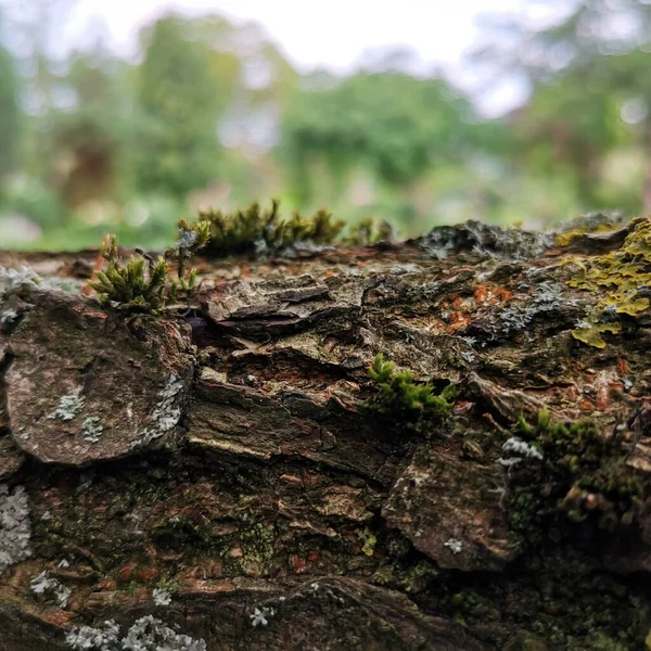 Zbliżenie Mchów Krze Drzewa Lesie Świetle Dziennym Rozmytym Tłem — Zdjęcie stockowe