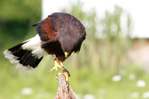 Selective Focus Shot Harris Hawk Perched Piece Wood Field — Stock Photo, Image