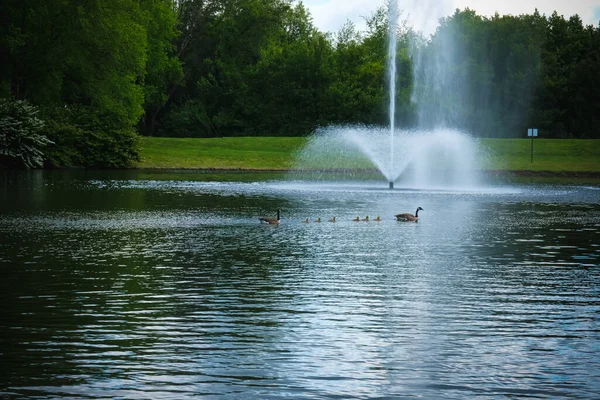 Ein Schöner See Mit Brunnen Und Watender Gänsefamilie — Stockfoto