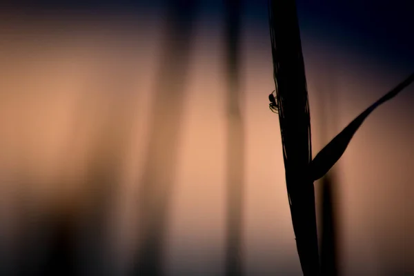 Eine Silhouette Von Körnern Auf Einem Sonnenuntergang — Stockfoto