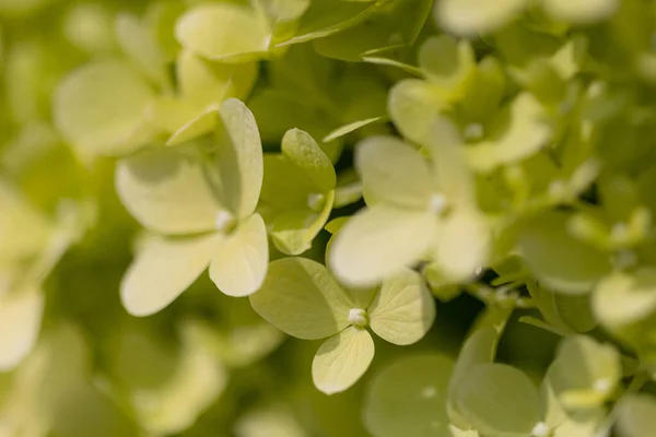 Szczegóły Zielone Białe Kwiaty Hortensji Słońcu — Zdjęcie stockowe