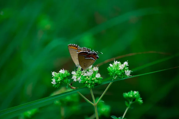 美丽的蝴蝶在森林的花朵上飞舞 — 图库照片