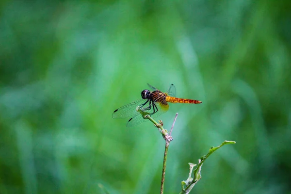 Eine Selektive Fokussierung Einer Roten Libelle Auf Eine Grüne Pflanze — Stockfoto