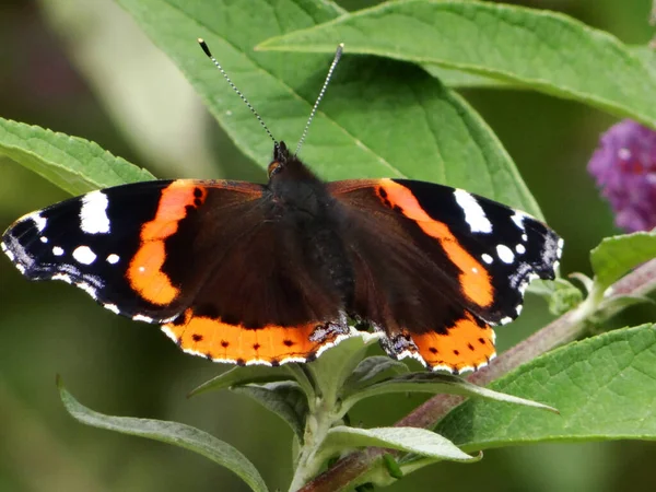 Zbliżenie Ujęcia Małego Żółwia Motyl Owad Siedzi Roślinie — Zdjęcie stockowe