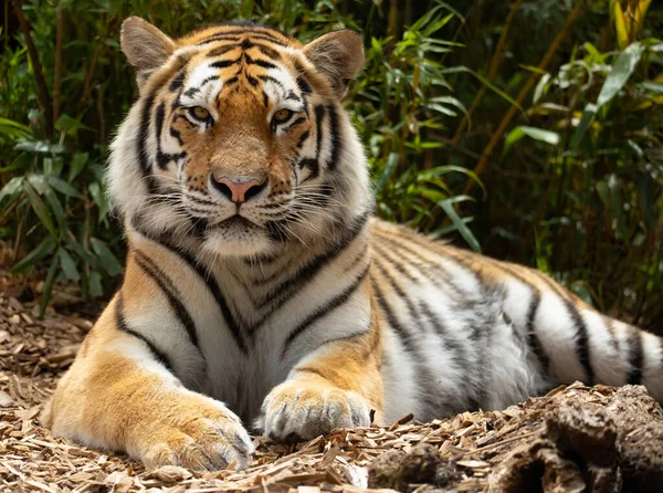 Μια Κοντινή Φωτογραφία Μιας Τίγρης Στο Πάρκο Του Ζωολογικού Κήπου — Φωτογραφία Αρχείου