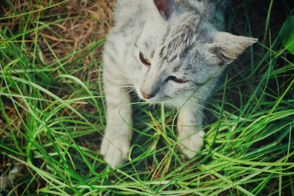 Adorable Little Kitten Lying Green Grass — Stock Photo, Image