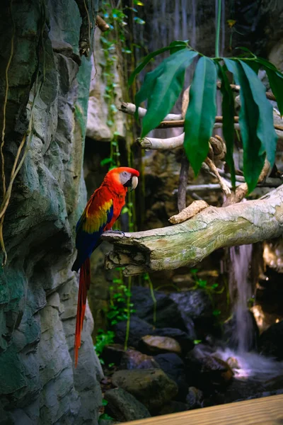 Primer Plano Guacamayo Rojo Verde Guacamayo Alas Verdes Zoológico —  Fotos de Stock