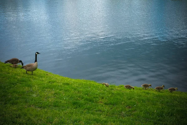 Eine Nahaufnahme Einer Kanada Gans Grünen Der Nähe Der — Stockfoto