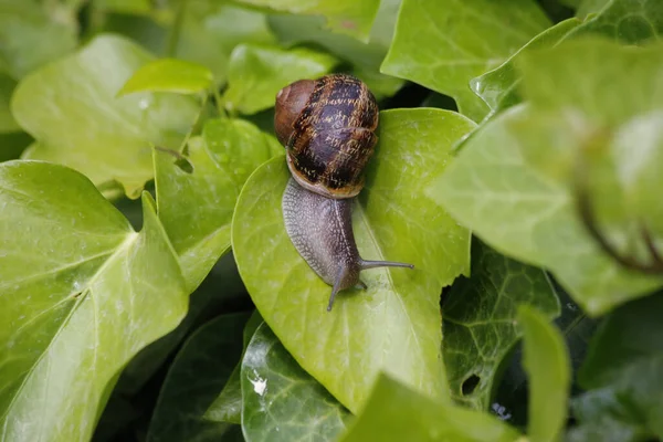 Caracol Jardim Nas Folhas Verdes Quintal — Fotografia de Stock