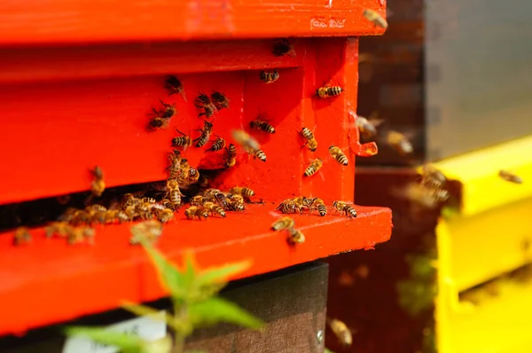 Egy Színes Méhkas Nyáron Egy Mező Mellett Minden Betakarított Széna — Stock Fotó