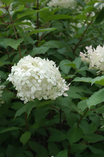 Eine Schöne Aufnahme Von Siebenrindenblumen Einem Botanischen Garten — Stockfoto