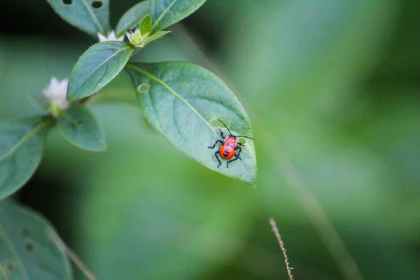 Foco Seletivo Besouro Vermelho Uma Folha Planta Verde Fundo Jardim — Fotografia de Stock