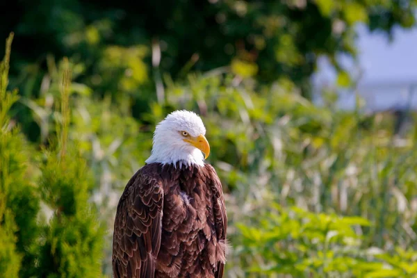 Mise Point Sélective Aigle Chauve Dans Champ — Photo