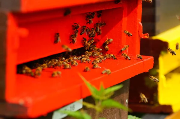 Egy Színes Méhkas Nyáron Egy Mező Mellett Minden Betakarított Széna — Stock Fotó