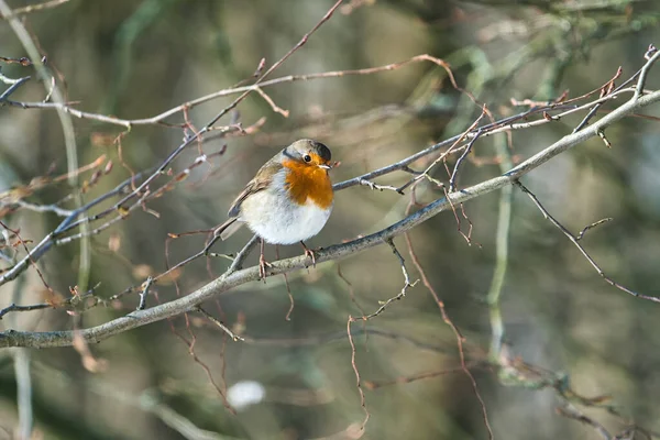 Rotkehlchen Einem Sonnigen Und Kalten Wintertag Auf Einem Baum — Stockfoto