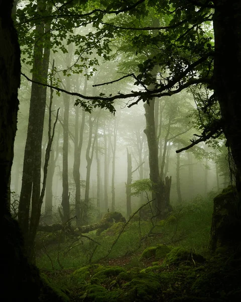 Вид Таинственный Лес Туманный День — стоковое фото