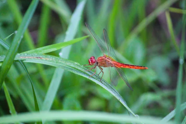 在模糊的花园背景上 红色蜻蜓对绿色植物的选择性聚焦 — 图库照片