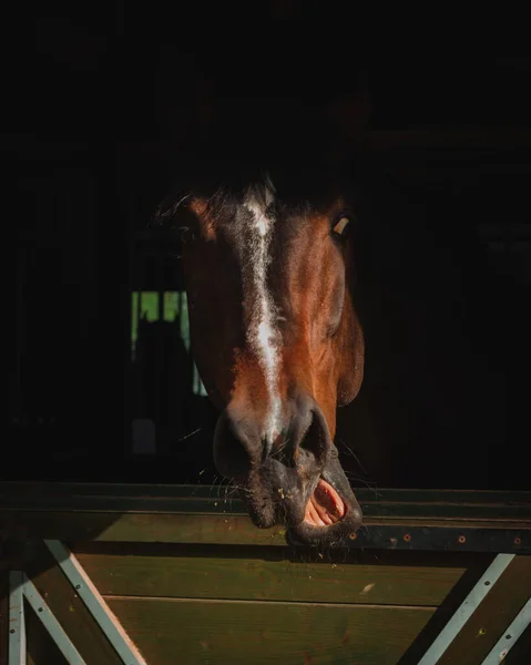 Close Shot Horse Head — Stock Photo, Image